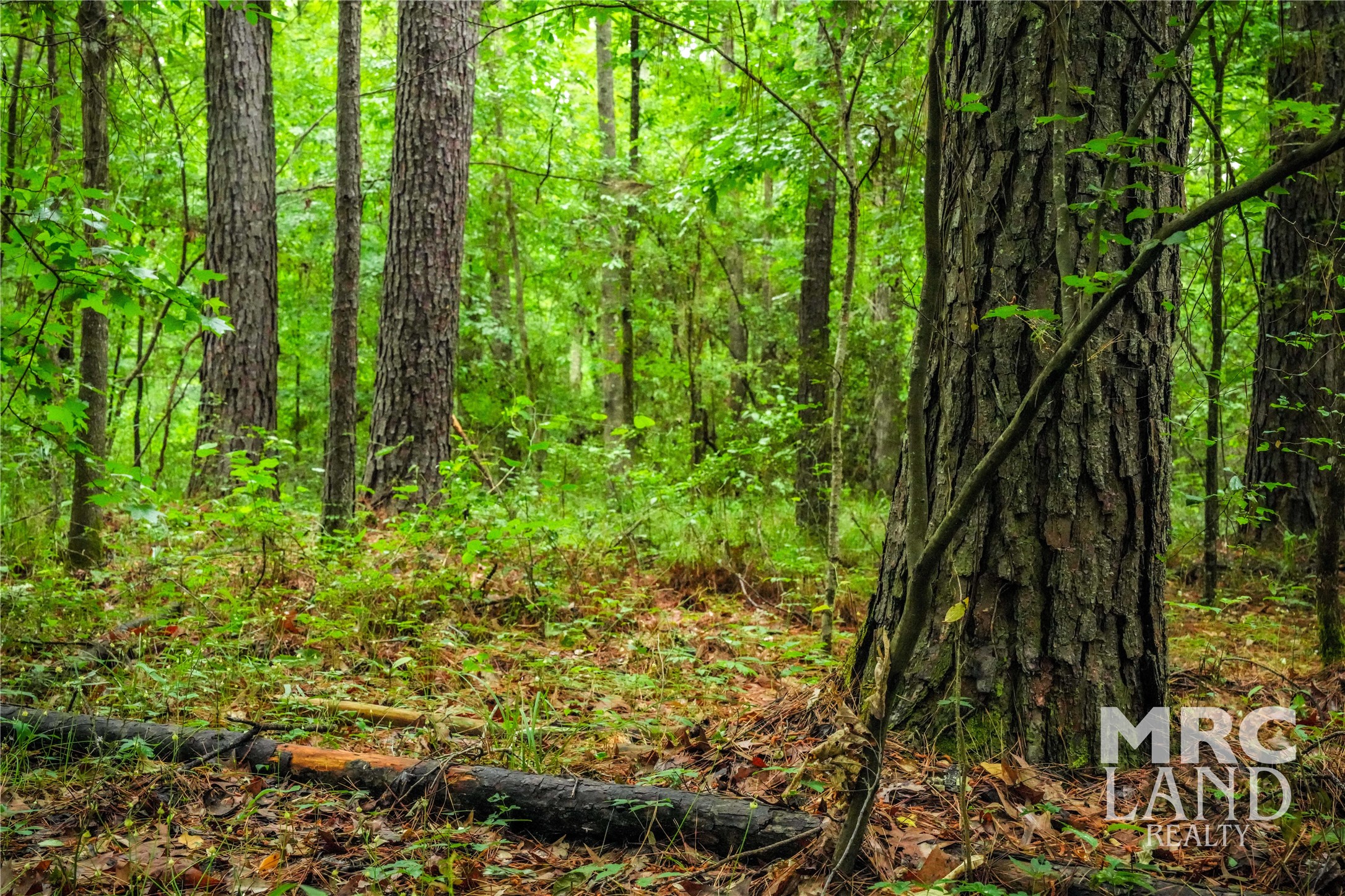0 Dorsey Road Bronson, TX 75930 - Photo 9 of 47 a close up of a plant