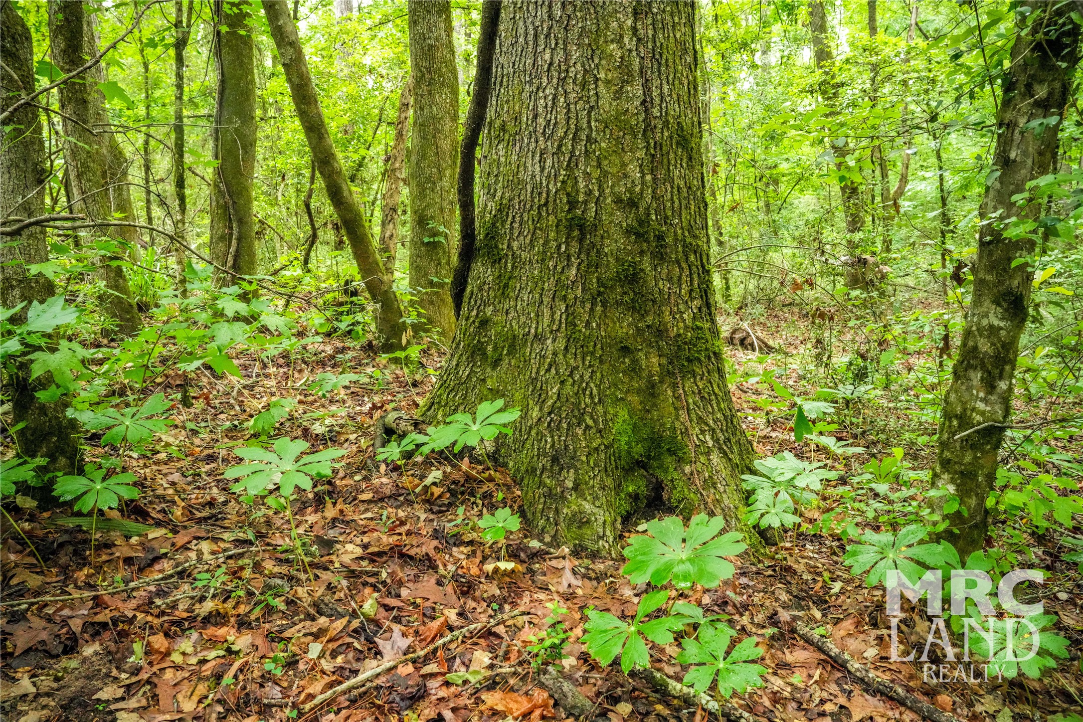 0 Dorsey Road Bronson, TX 75930 - Photo 10 of 47 a view of yard