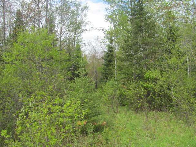 On Jane Spur Road, Unit 81 ACRES Gleason, WI 54435 - Photo 5 of 16 Gallery Image 5