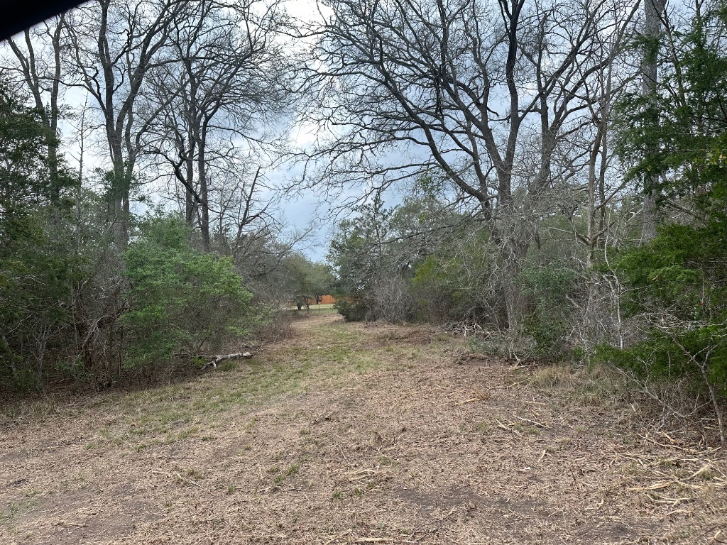 a view of a yard with a tree