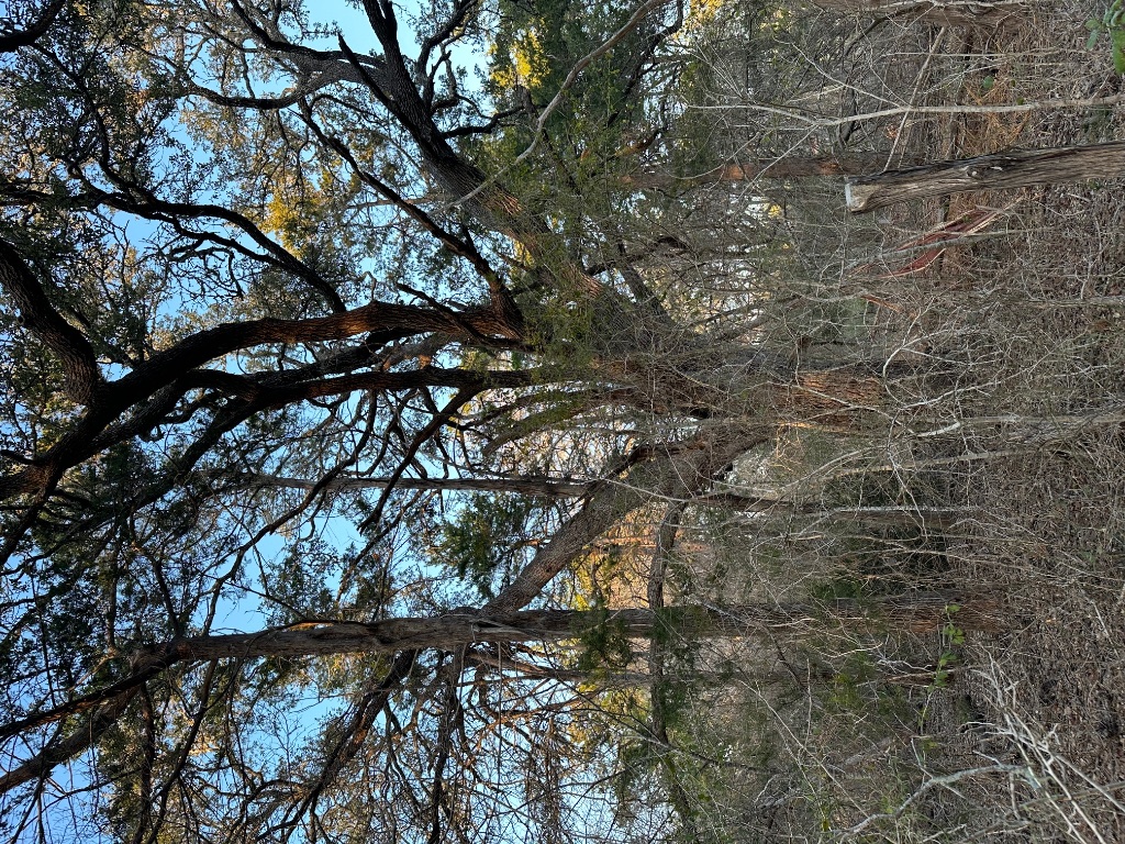 303 South Farm To Market 609 Muldoon, TX 78949 - Photo 11 of 18 a picture of tree