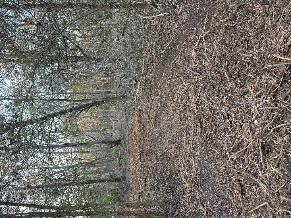 303 South Farm To Market 609 Muldoon, TX 78949 - Photo 13 of 18 a view of open space with trees