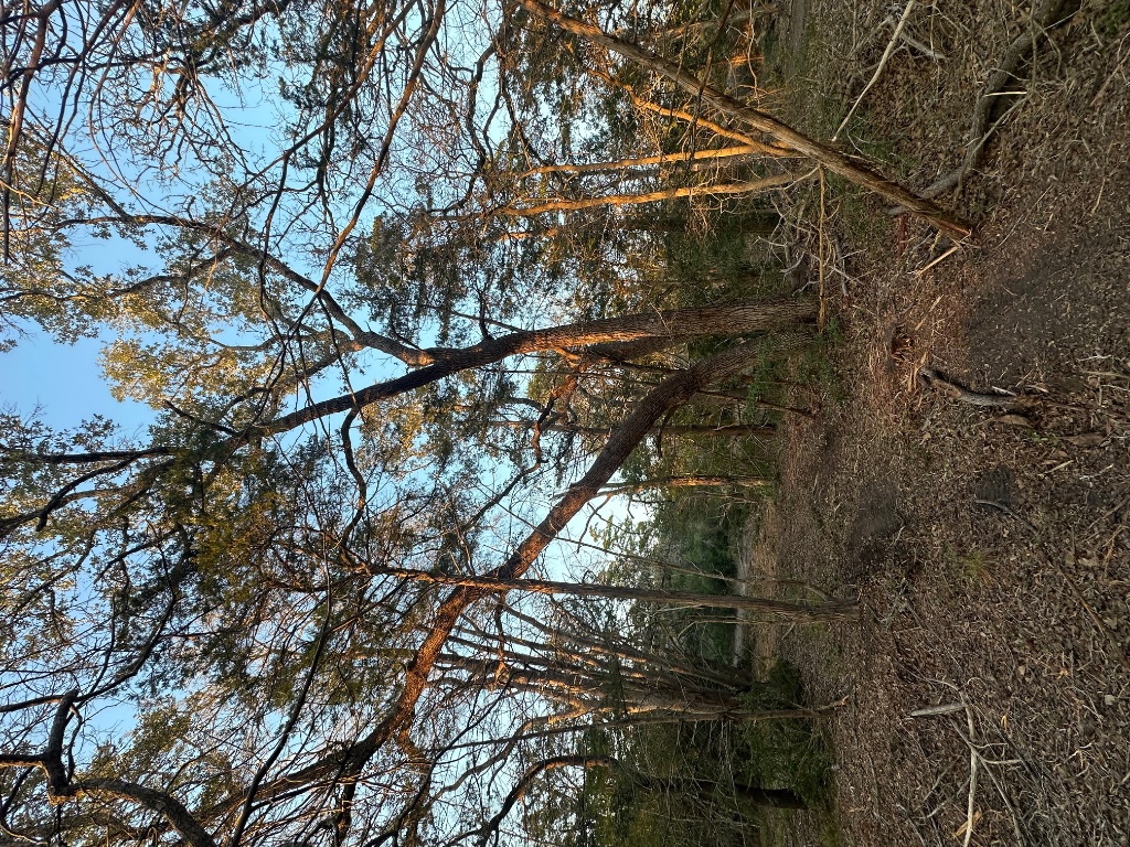 303 South Farm To Market 609 Muldoon, TX 78949 - Photo 15 of 18 a view of a forest filled with trees