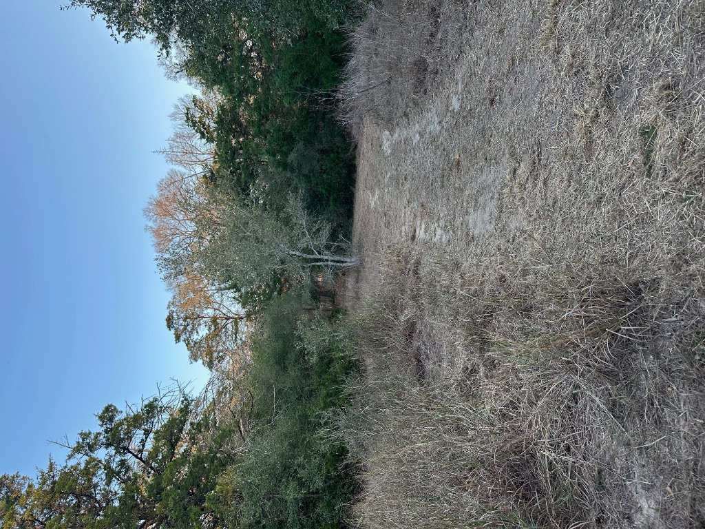 303 South Farm To Market 609 Muldoon, TX 78949 - Photo 17 of 18 a view of a dry yard with trees in the background