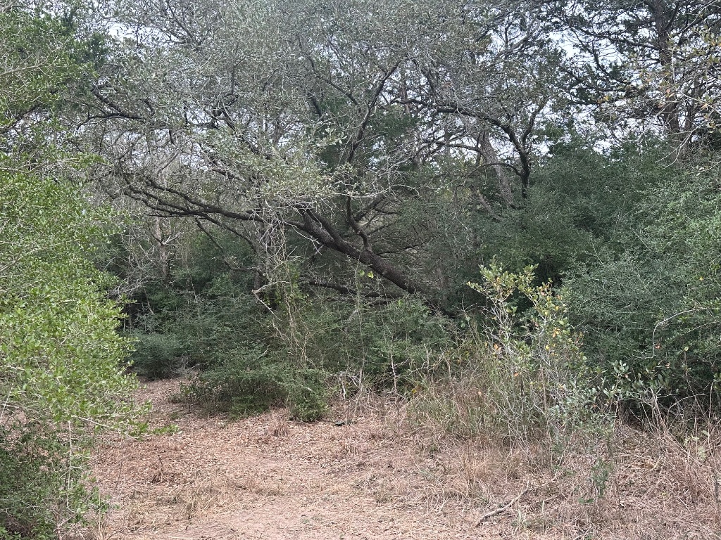 303 South Farm To Market 609 Muldoon, TX 78949 - Photo 2 of 18 a view of a forest with trees in the background