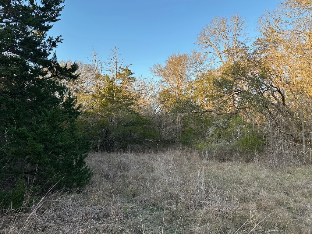 303 South Farm To Market 609 Muldoon, TX 78949 - Photo 4 of 18 a view of a forest with a tree
