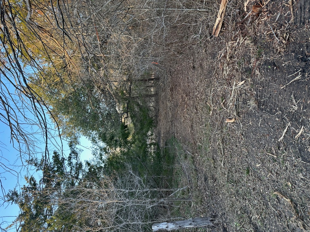 303 South Farm To Market 609 Muldoon, TX 78949 - Photo 8 of 18 a view of a forest with trees in the background