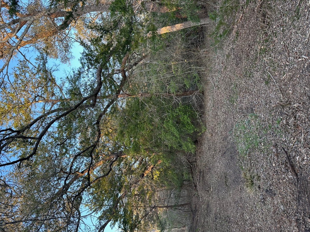 303 South Farm To Market 609 Muldoon, TX 78949 - Photo 9 of 18 a view of a yard with a tree