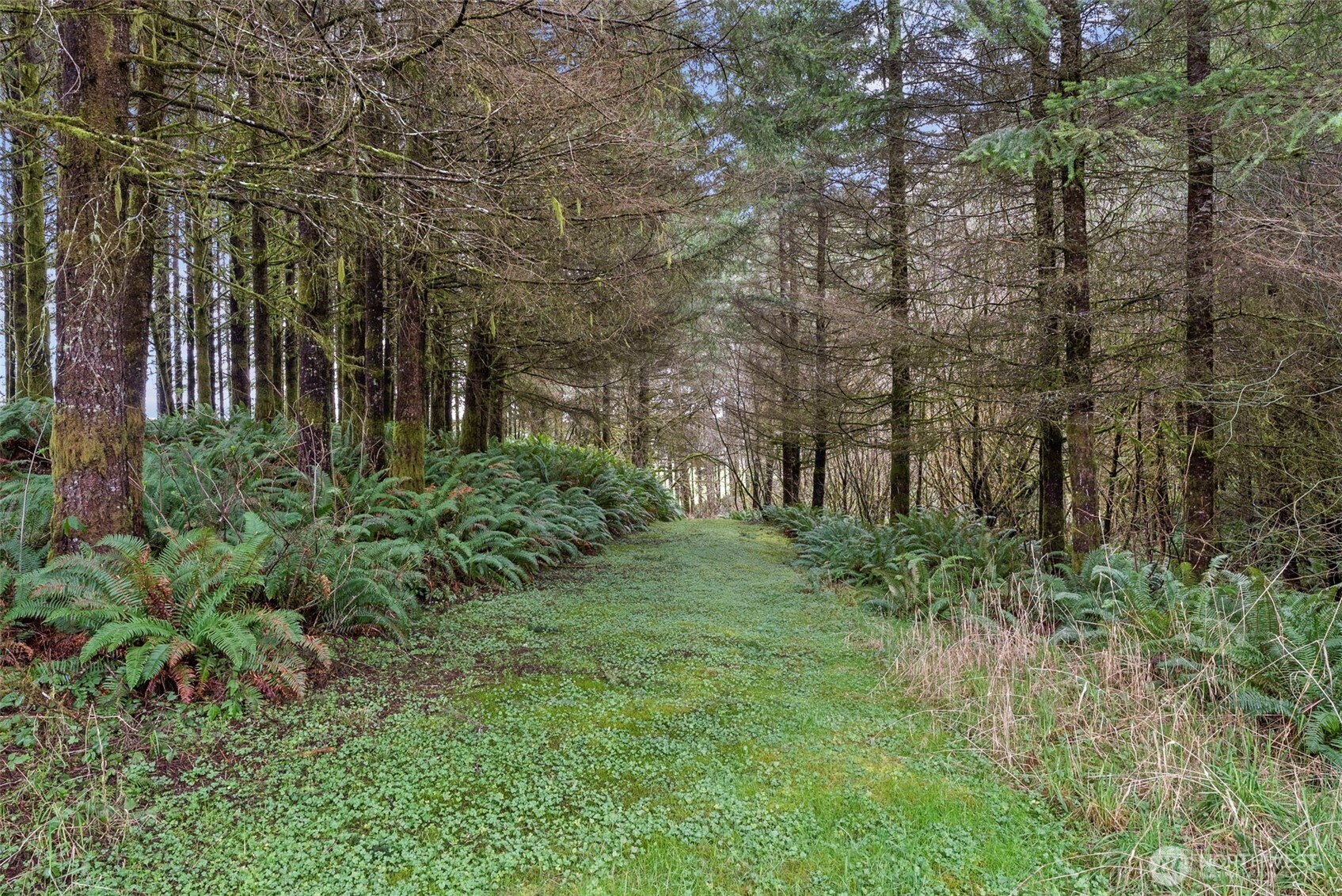 570 Wynoochee Valley Road Montesano, WA 98563 - Photo 23 of 28 a view of backyard with green space