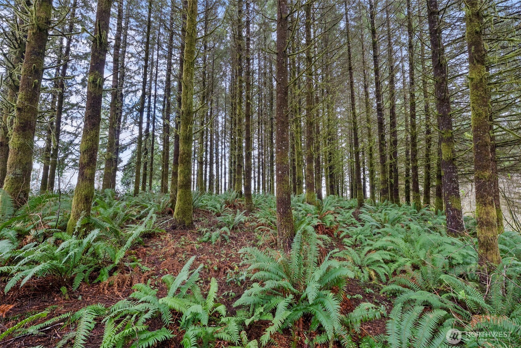 570 Wynoochee Valley Road Montesano, WA 98563 - Photo 24 of 28 a backyard of a house with lots of green space
