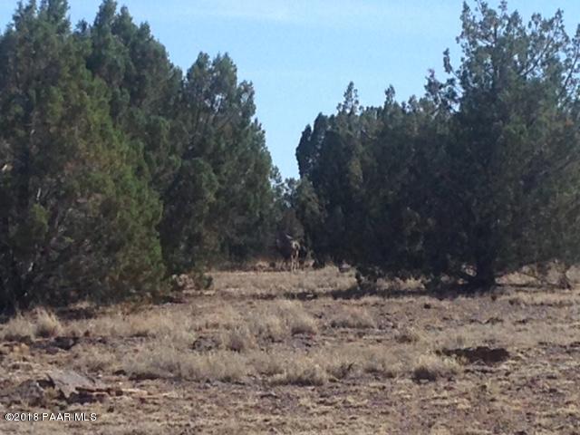 11275 West Rawhide Ranch Road Ash Fork, AZ 86320 - Photo 12 of 22 Deer