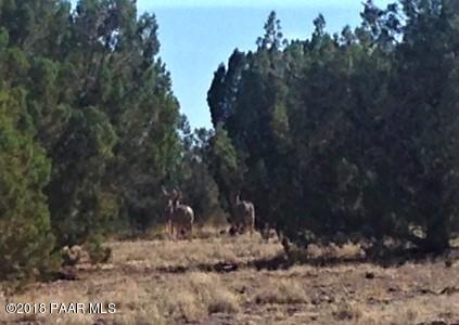 11275 West Rawhide Ranch Road Ash Fork, AZ 86320 - Photo 10 of 22 Deer