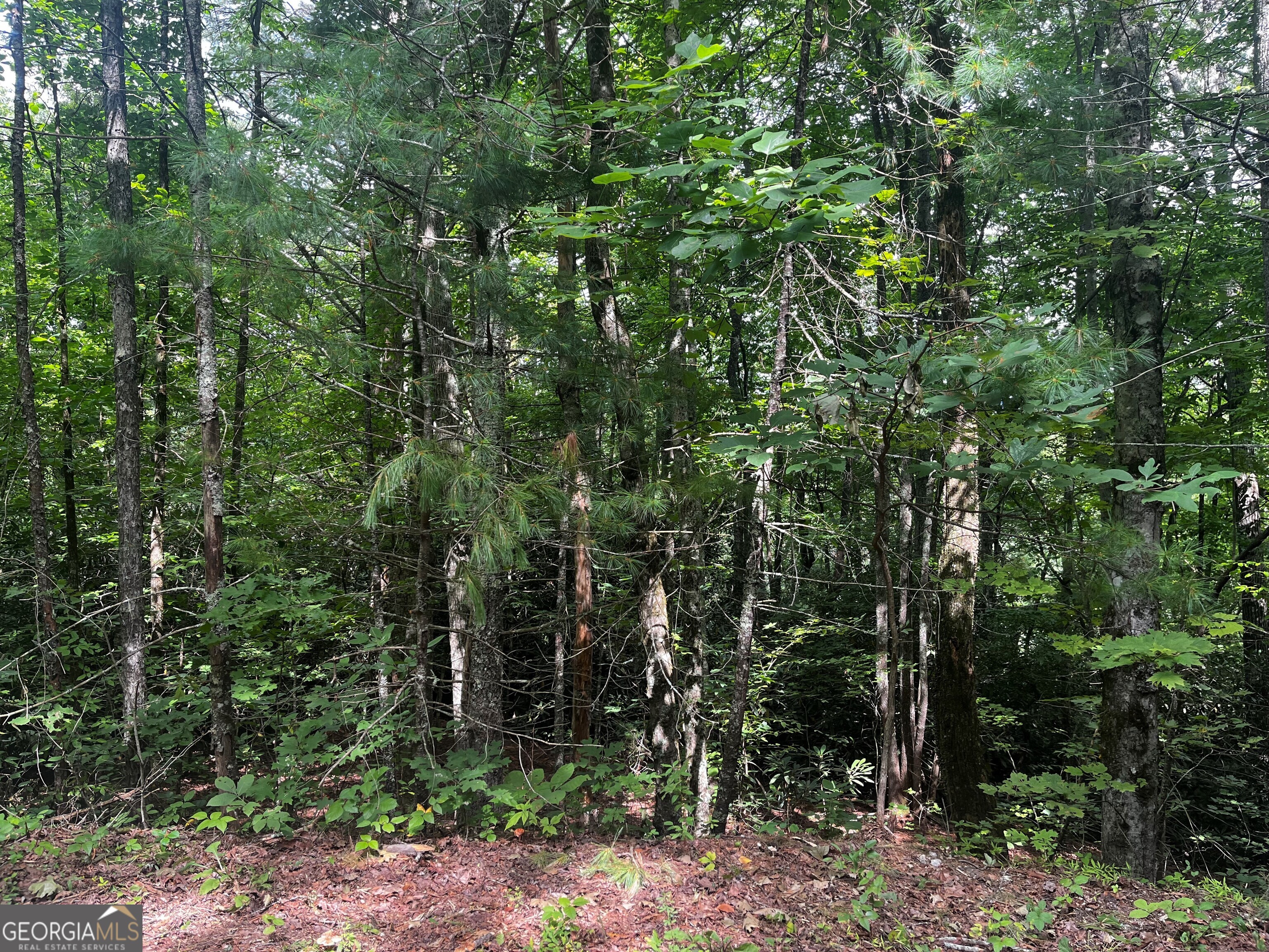 0 Pitts Way Rabun Gap, GA 30568 - Photo 3 of 6 a view of outdoor space and green space
