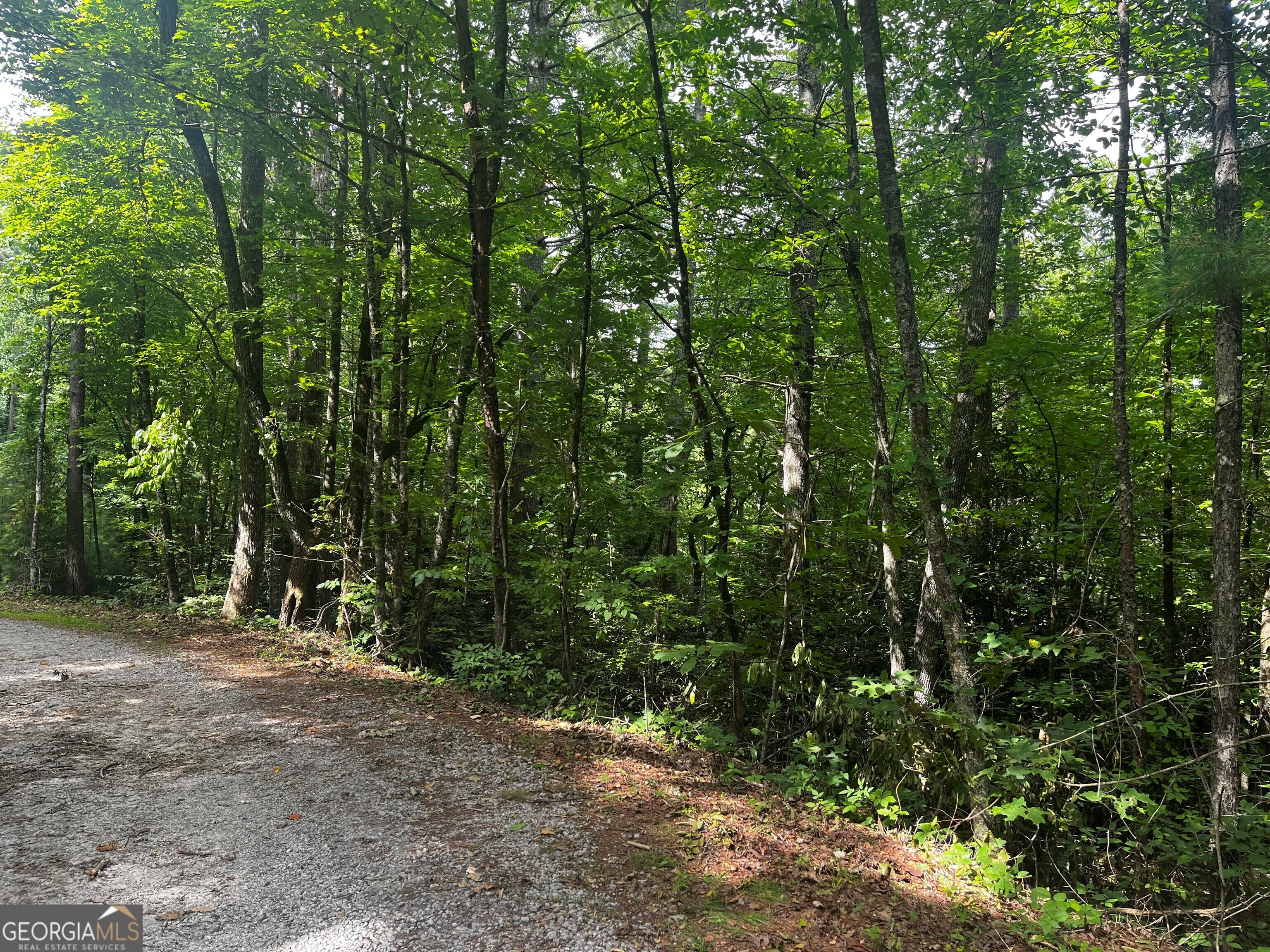 0 Pitts Way Rabun Gap, GA 30568 - Photo 4 of 6 a view of a forest with trees in the background