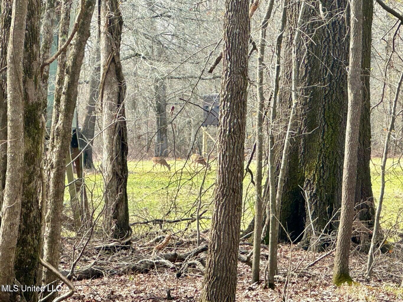 Putnam Road Belzoni, MS 39038 - Photo 15 of 63 20250130141250897833000000-o