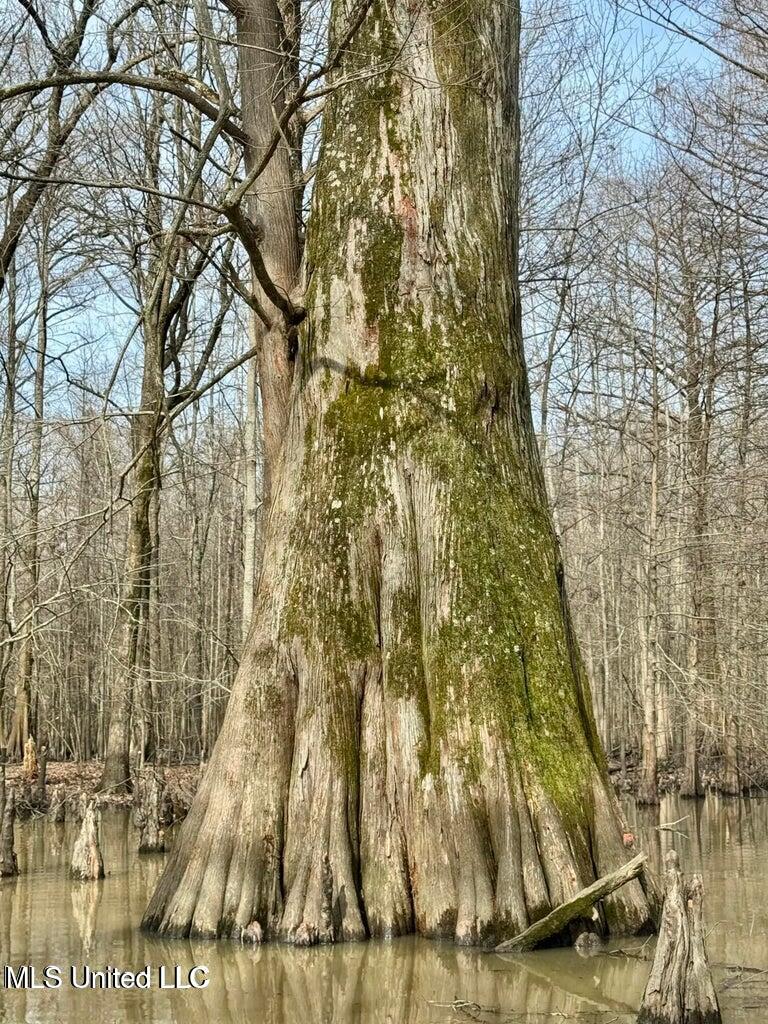 Putnam Road Belzoni, MS 39038 - Photo 26 of 63 20250130141336192799000000-o