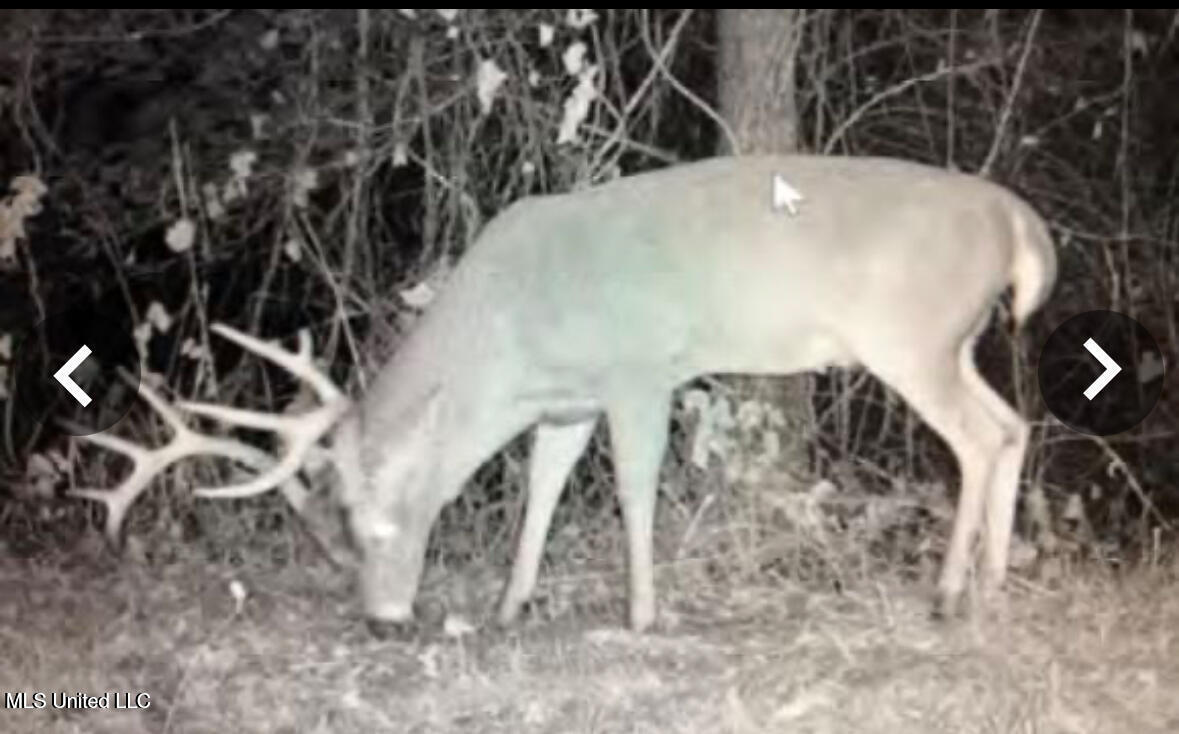 Putnam Road Belzoni, MS 39038 - Photo 35 of 63 20250506183445956863000000-o