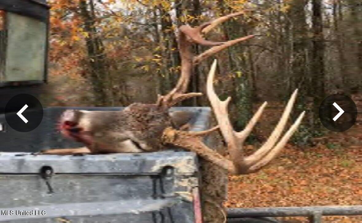 Putnam Road Belzoni, MS 39038 - Photo 39 of 63 20250506183446629401000000-o