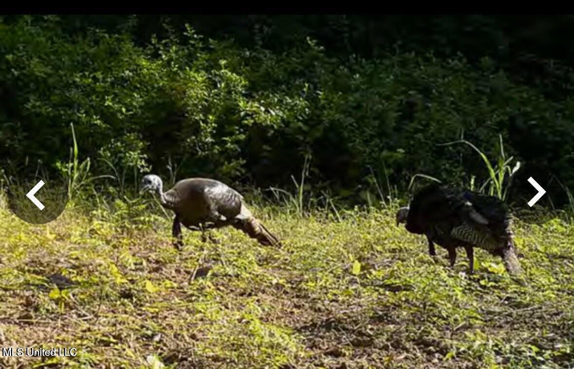 Putnam Road Belzoni, MS 39038 - Photo 42 of 63 20250506183448399029000000-o