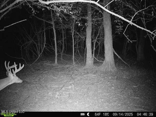 Putnam Road Belzoni, MS 39038 - Photo 43 of 63 868032067993885-90-3-09142025044638-W100