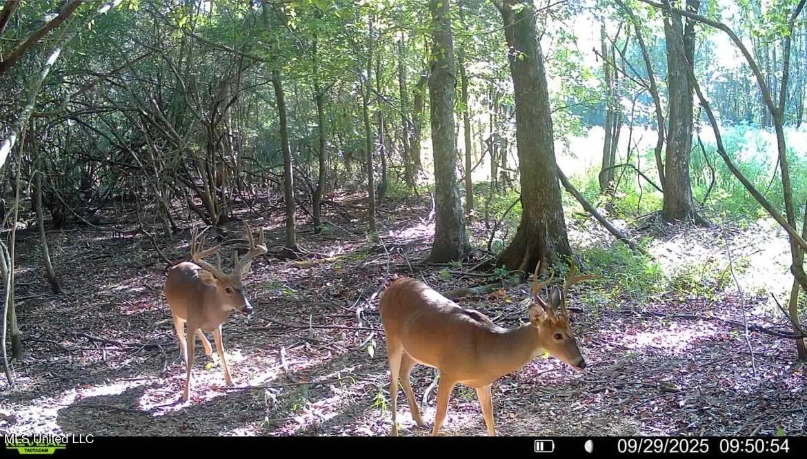 Putnam Road Belzoni, MS 39038 - Photo 55 of 63 IMG_4752