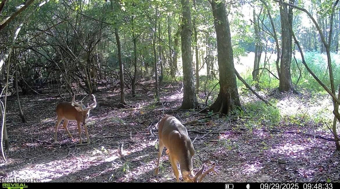 Putnam Road Belzoni, MS 39038 - Photo 56 of 63 IMG_4753