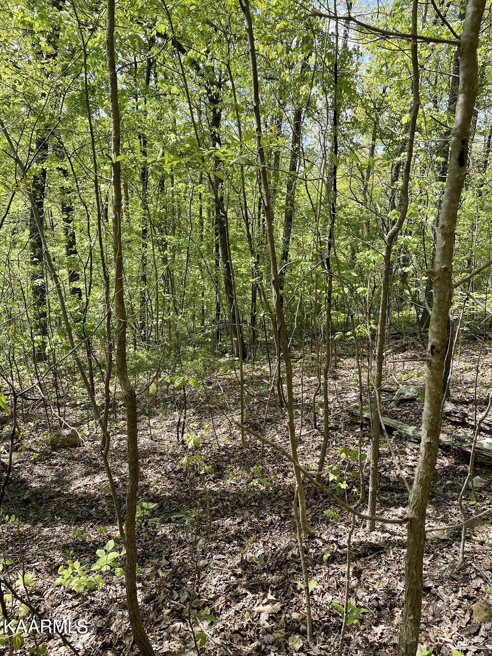 4 Country Mountain Road Cosby, TN 37722 - Photo 5 of 12