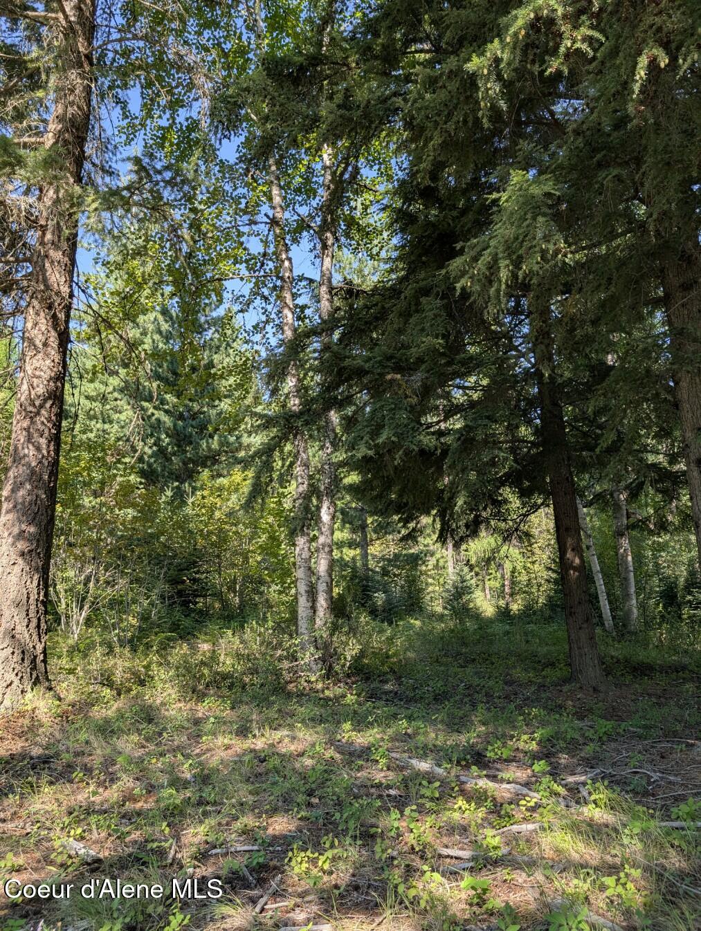 46 Acres Iron Horse Road Bonners Ferry, ID 83805 - Photo 31 of 46 Many many building sites