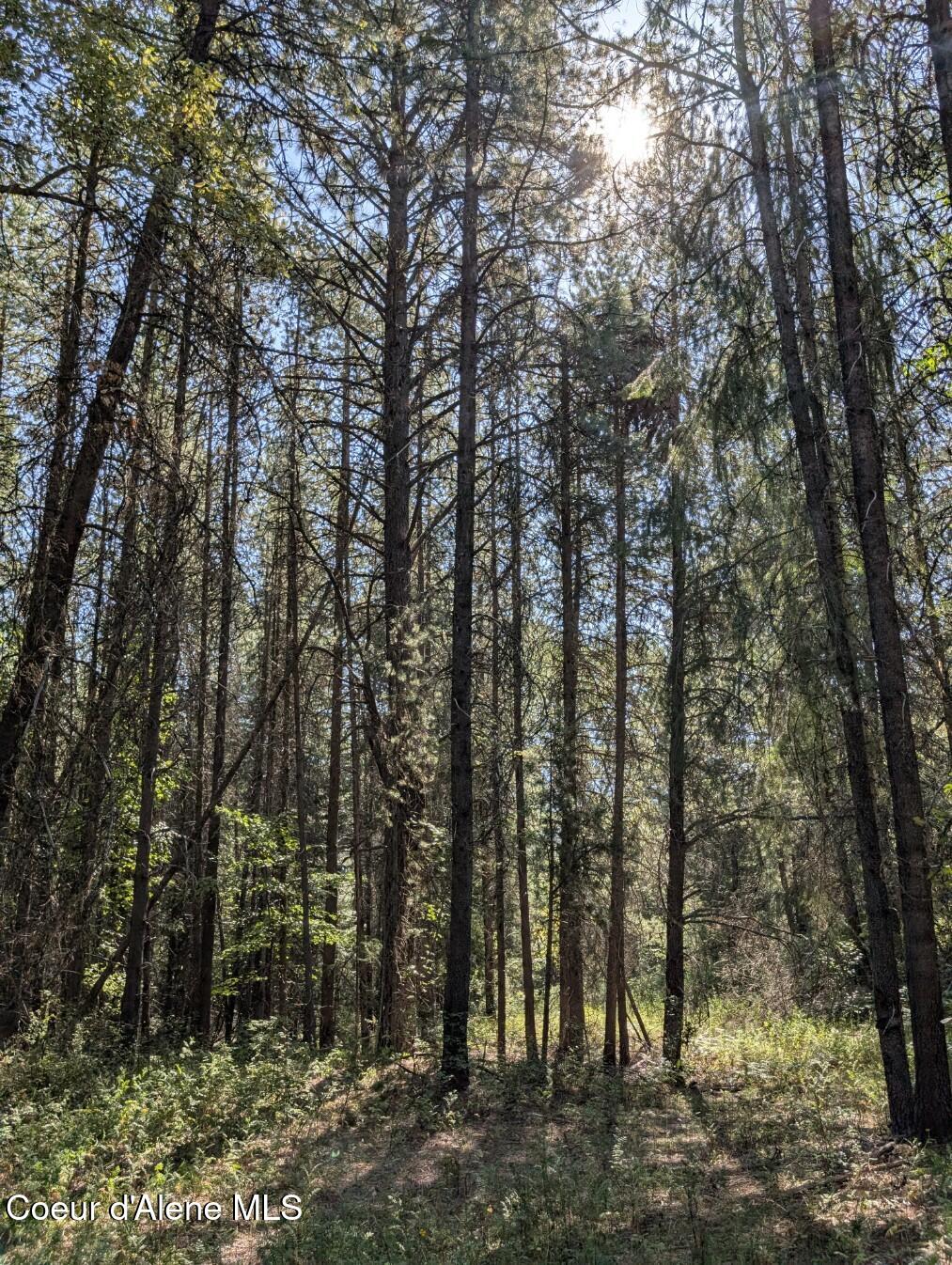 46 Acres Iron Horse Road Bonners Ferry, ID 83805 - Photo 35 of 46 Lots of timber