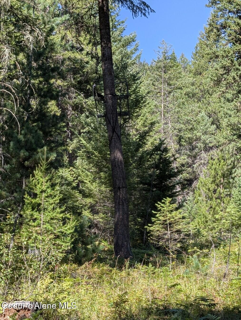 46 Acres Iron Horse Road Bonners Ferry, ID 83805 - Photo 39 of 46 Lots of larch and cedar