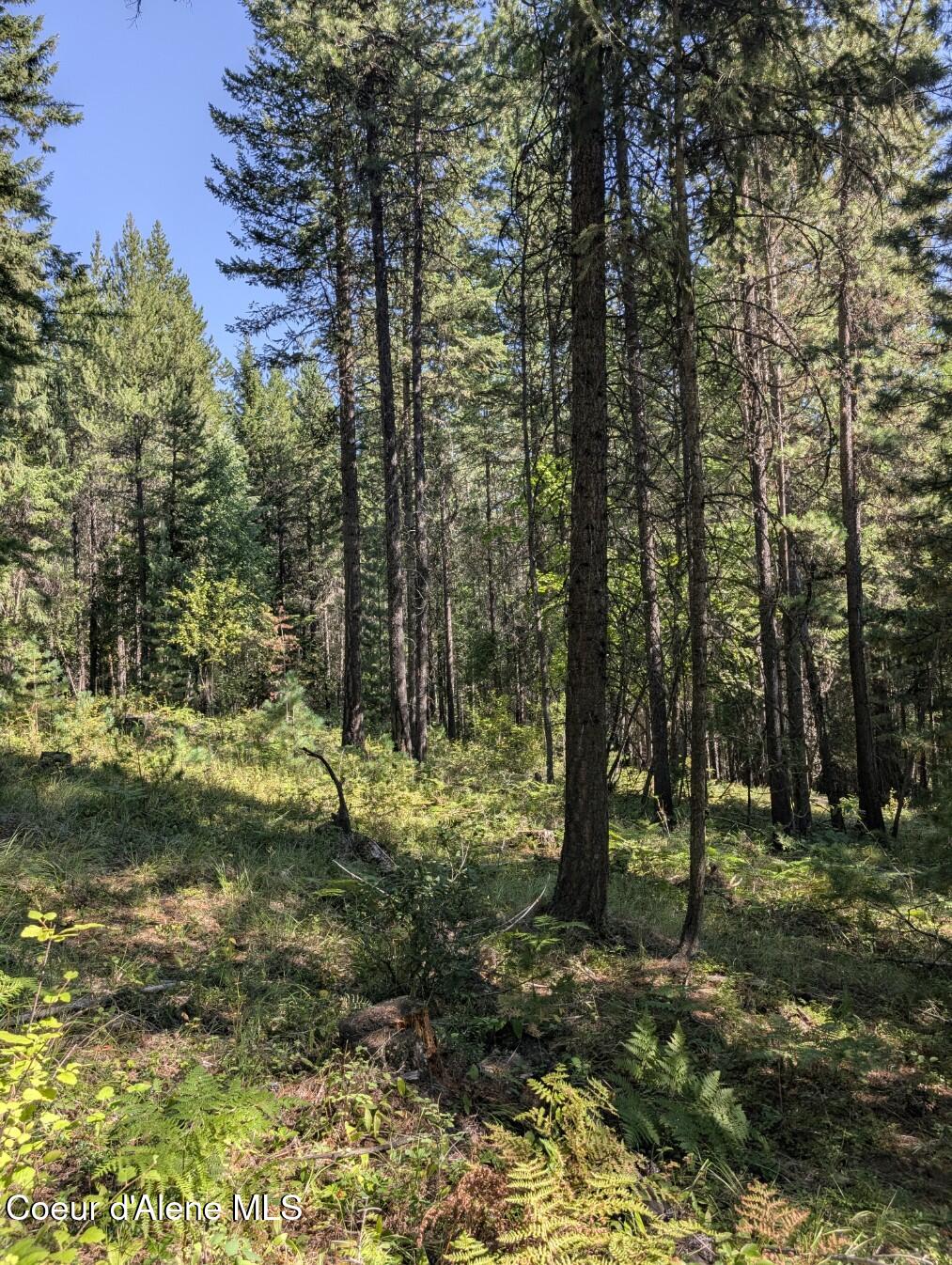 46 Acres Iron Horse Road Bonners Ferry, ID 83805 - Photo 41 of 46 Worth having it cruised for timber