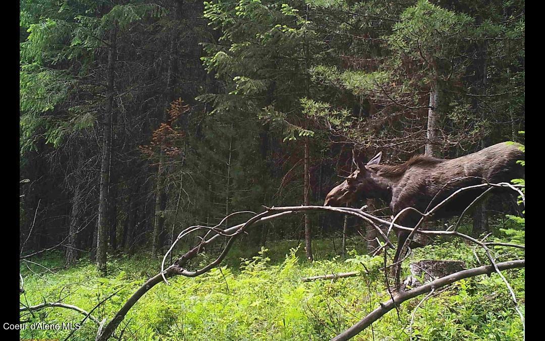 46 Acres Iron Horse Road Bonners Ferry, ID 83805 - Photo 6 of 46 Moose