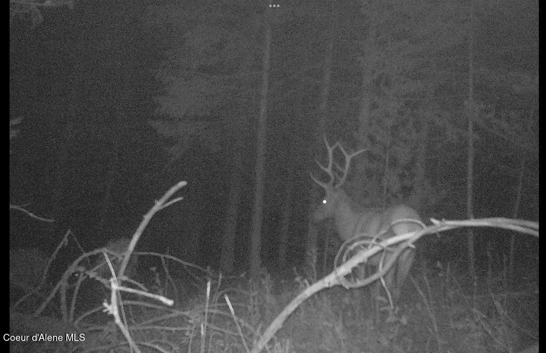 46 Acres Iron Horse Road Bonners Ferry, ID 83805 - Photo 7 of 46 Elk in same spot