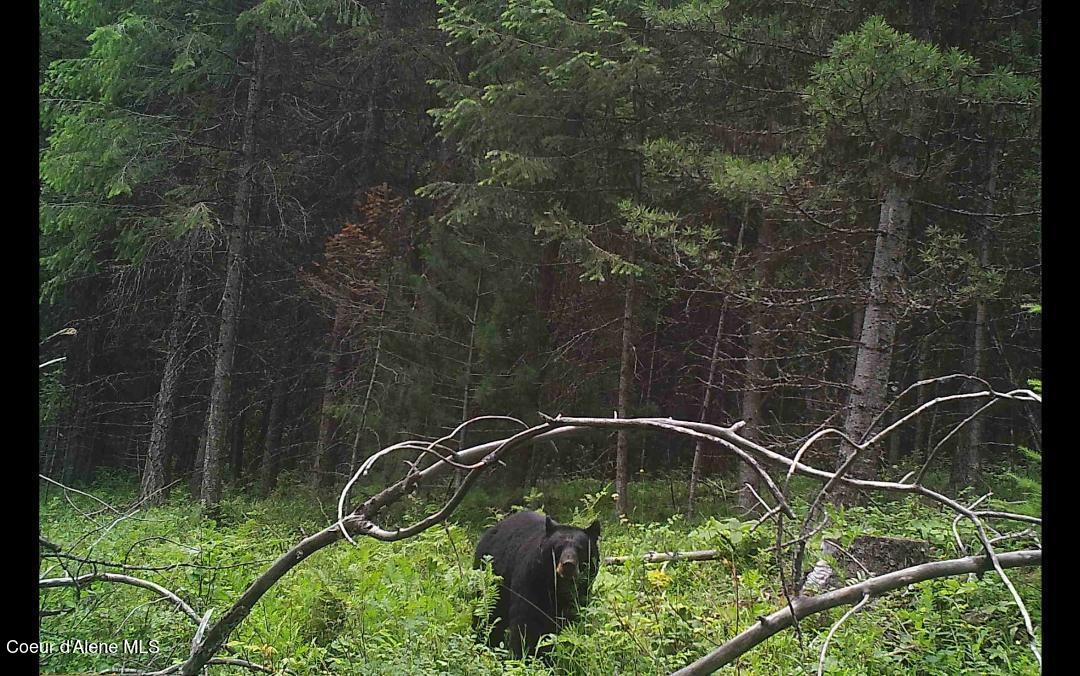 46 Acres Iron Horse Road Bonners Ferry, ID 83805 - Photo 8 of 46 Bear in same spot!