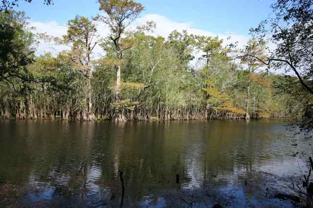 307 Rivers Edge Drive Conway, SC 29526 - Photo 12 of 13 Gallery Image 12