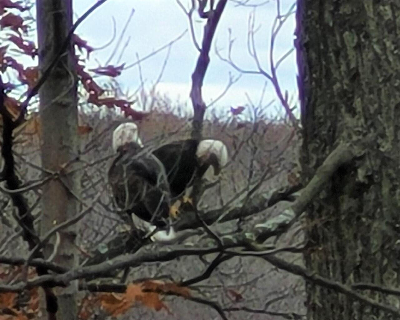 9694 Krupp Road Belding, MI 48809 - Photo 31 of 40 Bald Eagles