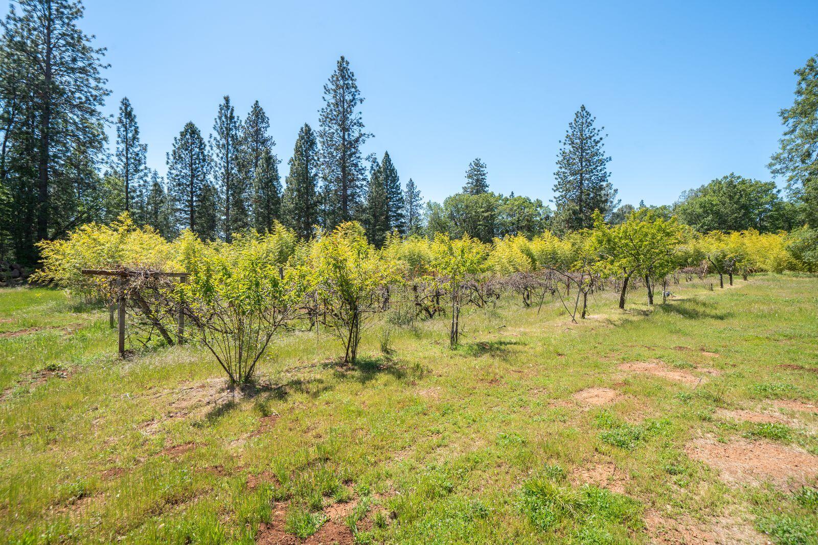 21855 Graham (elam Ln) Road Manton, CA 96059 - Photo 40 of 82 iHqqCSjQ