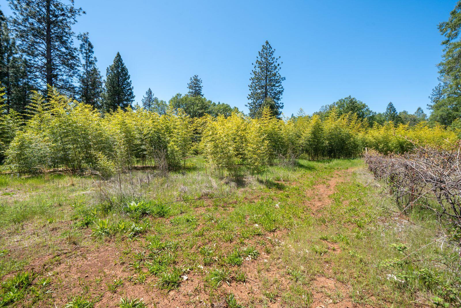 21855 Graham (elam Ln) Road Manton, CA 96059 - Photo 47 of 82 hM2HQQFw