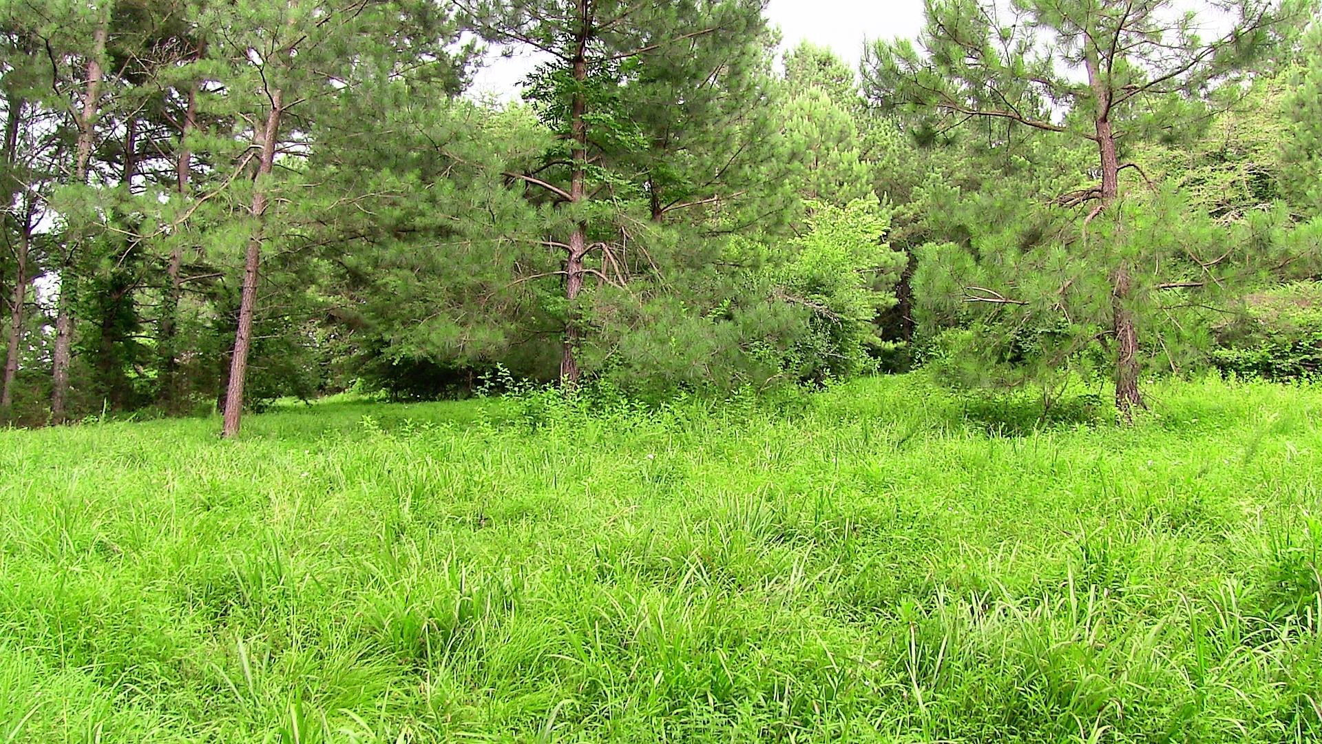 1 Academy Road Lebanon, TN 37087 - Photo 15 of 20 a view of a lush green forest