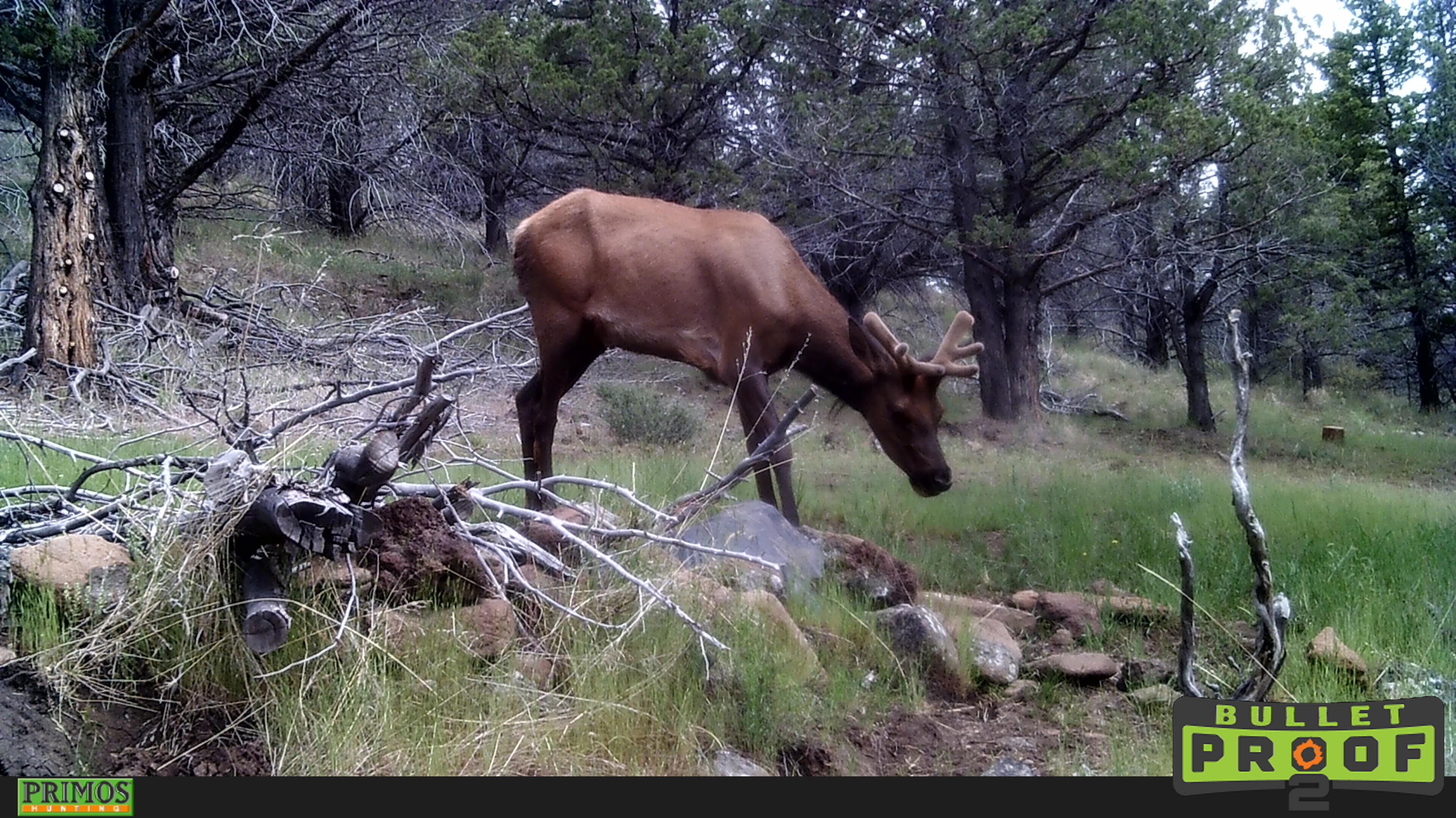 Shop Gulch Rd Mount Mount Vernon, OR 97865 - Photo 18 of 21 HUNT0228