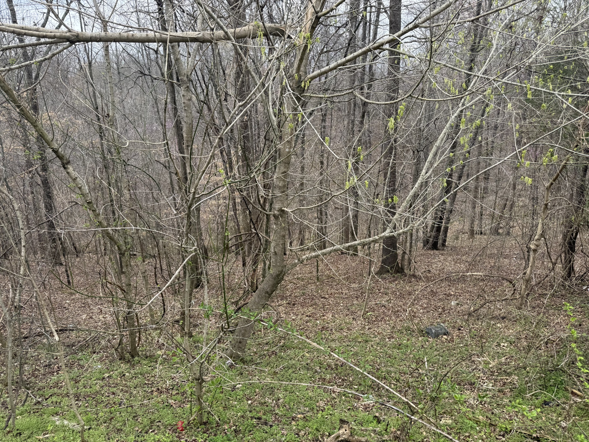244 James Stafford Road Gainesboro, TN 38562 - Photo 26 of 40 a view of a yard with large trees
