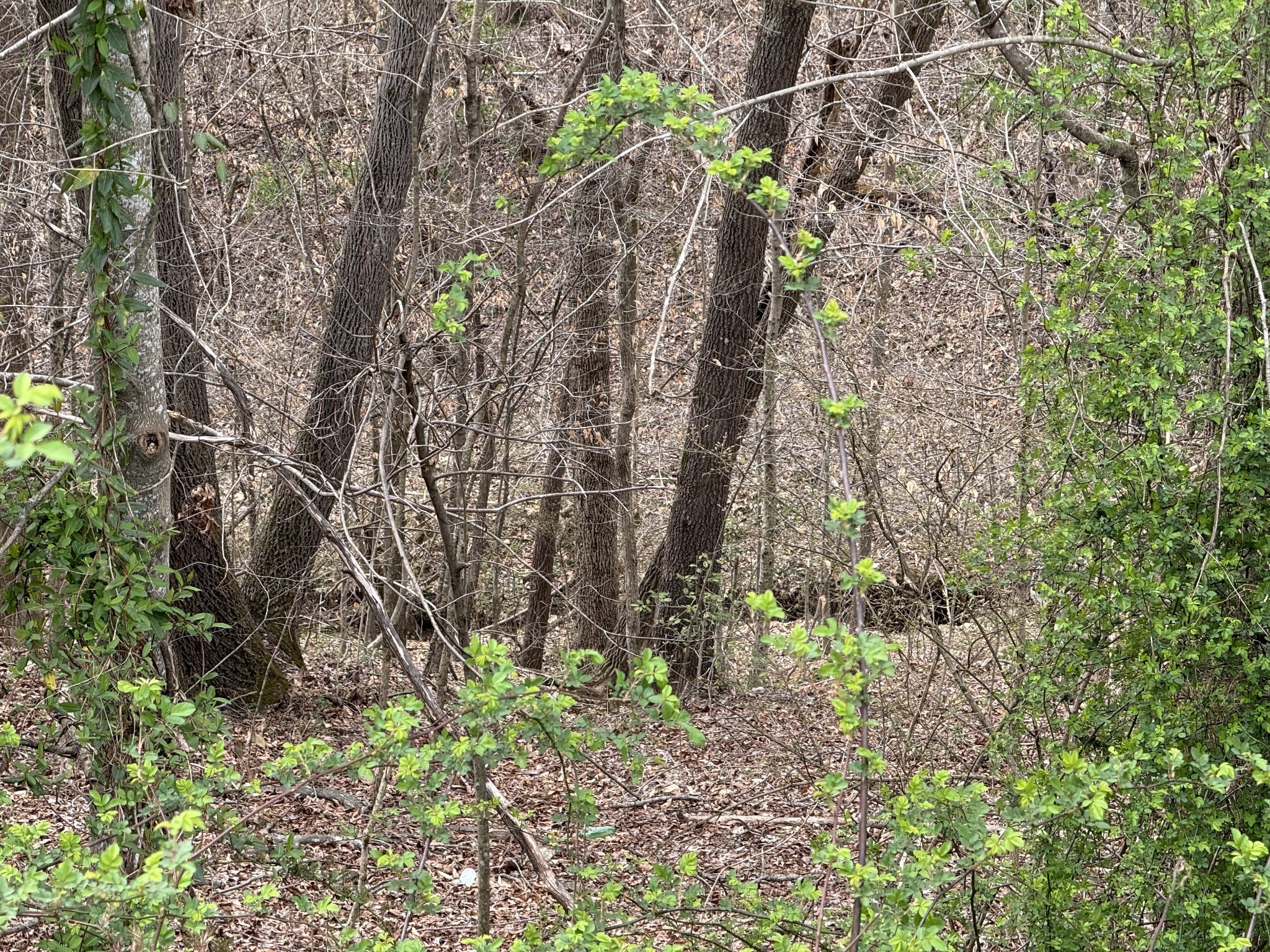 244 James Stafford Road Gainesboro, TN 38562 - Photo 40 of 40 a backyard of a building