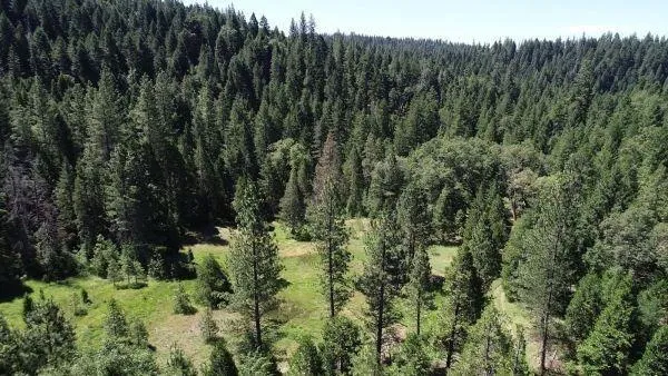 a view of a forest with a tree