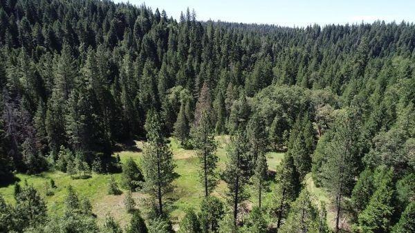 a view of a forest with a tree