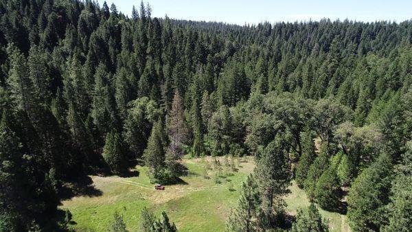 490 Omo Ranch Road Somerset, CA 95684 - Photo 18 of 20 a view of a forest with a tree