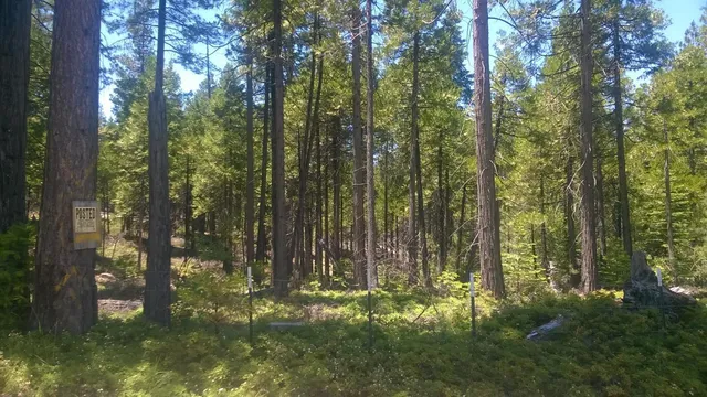 a yard with lots of green space and trees