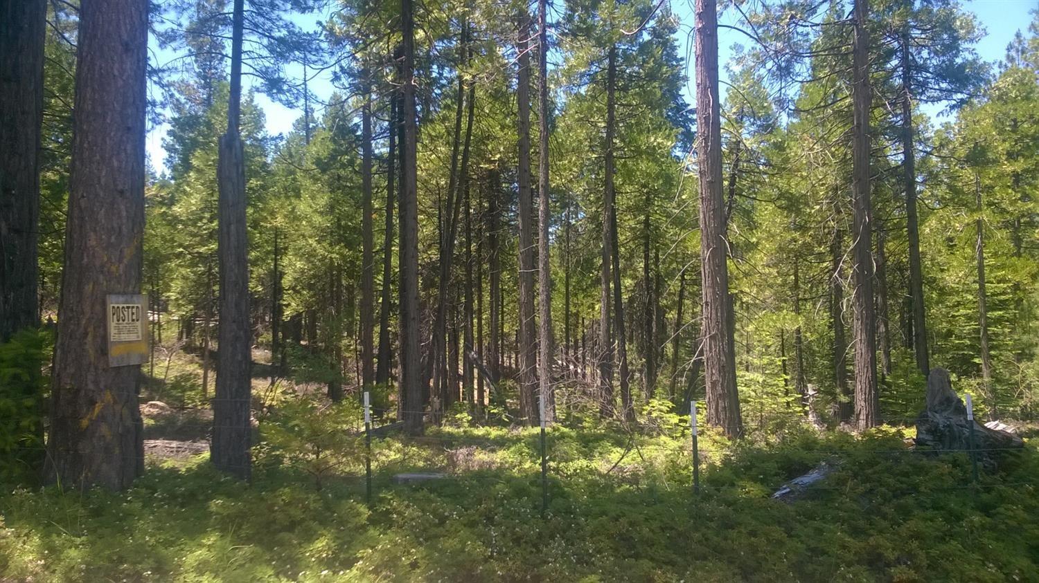 490 Omo Ranch Road Somerset, CA 95684 - Photo 4 of 20 a yard with lots of green space and trees