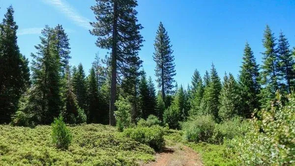 a view of a lush green forest with trees in the background