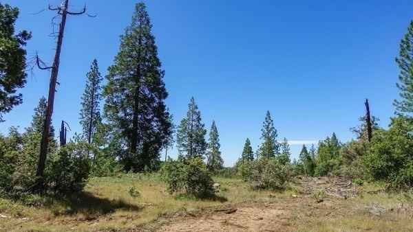 490 Omo Ranch Road Somerset, CA 95684 - Photo 7 of 20 a view of a tree in a yard