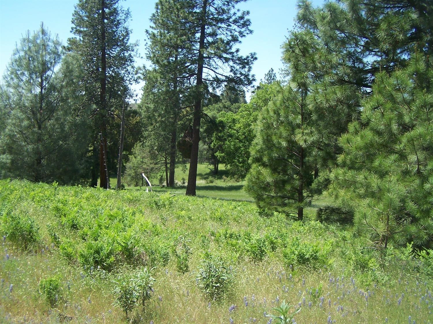 490 Omo Ranch Road Somerset, CA 95684 - Photo 10 of 20 a view of outdoor space and green space